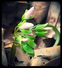 Close-up of flowers