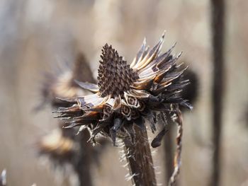 Close-up of plant