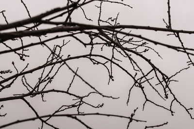 Low angle view of silhouette bare tree against sky