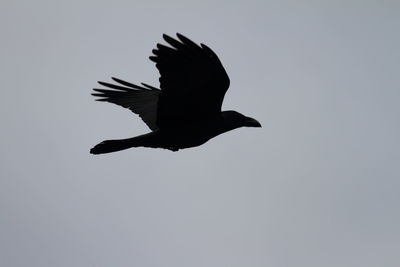 Low angle view of birds flying in sky