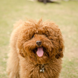 Close-up portrait of dog