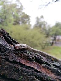 Close-up of tree trunk