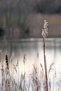 Close-up of plant against blurred background