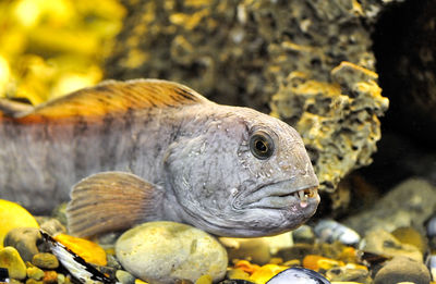 Close-up of fish in water