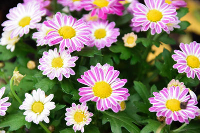 Close-up of pink flowers in park