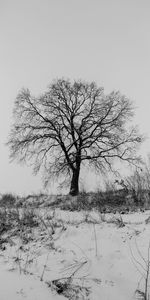 Bare tree on snow covered field against sky