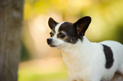 View of chihuahua dog standing by tree trunk