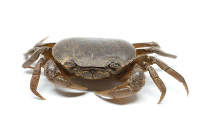 Close-up of crab