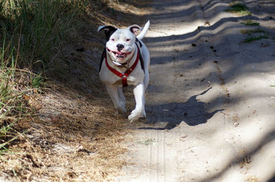 Portrait of dog running