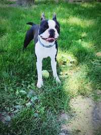 Portrait of dog on field