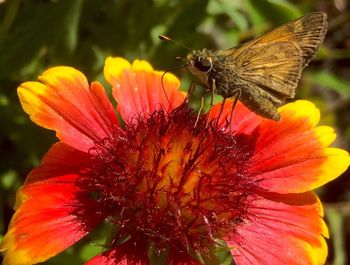 Close-up of insect on red flower