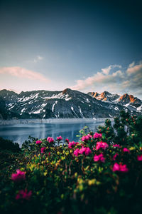 Pink flowering plants by mountains against sky