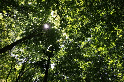 Low angle view of trees in forest