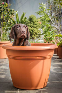 Close-up of a dog in pot