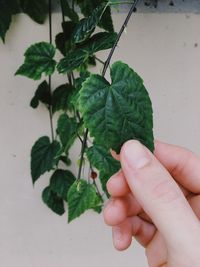 Close-up of hand holding leaf