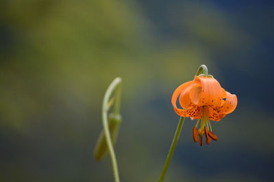 Tiger lilies growing on the hills sides of the inner oregon coast. 