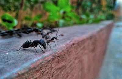 Close-up of insect