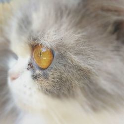 Close-up of cat