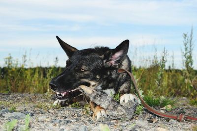 Close-up of black dog against sky