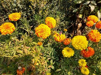 Close-up of marigold flowers blooming outdoors