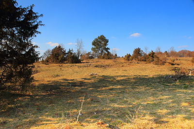 Trees on field against blue sky