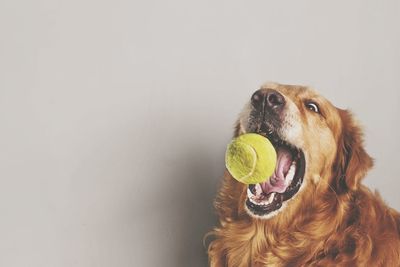 Golden retriever catching ball at home