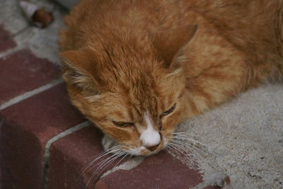 High angle view of ginger cat relaxing outdoors