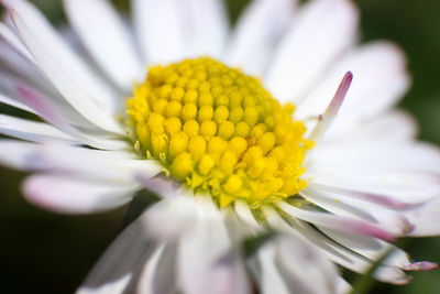 Close-up of yellow flower blooming outdoors