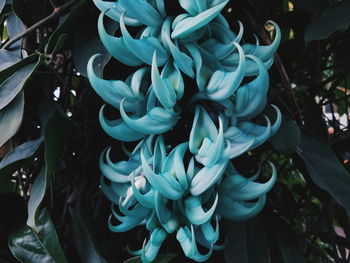 High angle view of blue flowering plant