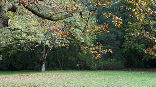 Trees on landscape