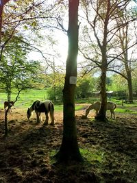 Horses grazing in a field