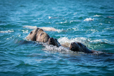 High angle view of seal swimming in sea