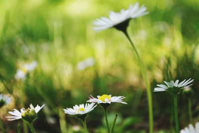 Close-up of white daisy blooming in field