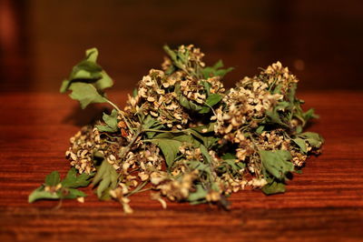 Close-up of green leaves on table