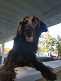 Portrait of dog sitting on floor