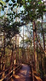 View of trees in forest