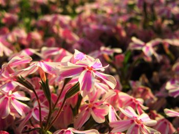 Close-up of pink flowering plants