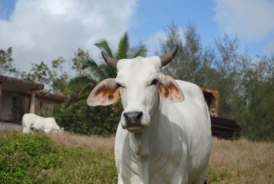 Portrait of cow on field against sky