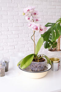 Close-up of potted plant on table