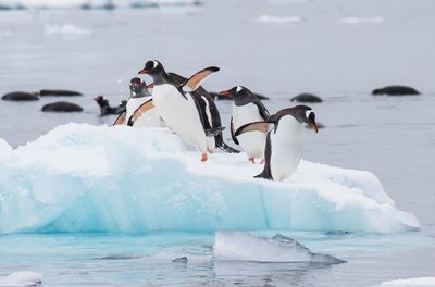 Penguin on snow