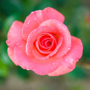 Close-up of wet pink rose