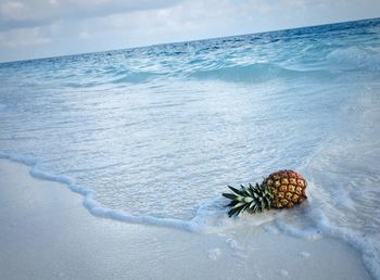 Pineapple at shore against sky