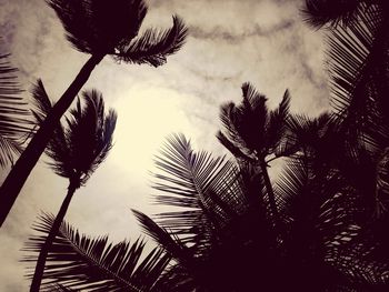 Low angle view of palm trees against sky