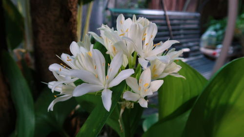 Close-up of white flowering plant