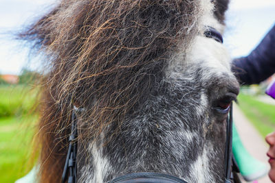 Close-up of horse