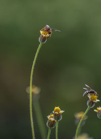 Close-up of insect on flower