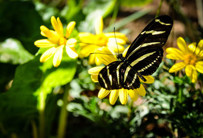 Close-up of butterfly pollinating flower