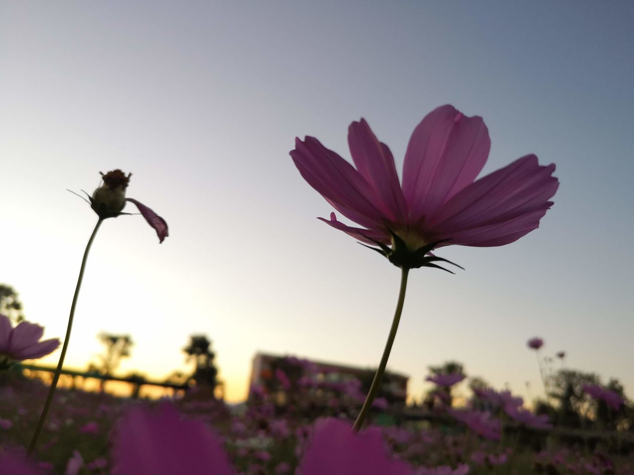 flower, flowering plant, plant, beauty in nature, freshness, nature, garden cosmos, sky, blossom, pink, fragility, flower head, petal, growth, close-up, inflorescence, no people, purple, focus on foreground, cosmos, sunset, macro photography, outdoors, wildflower, botany, springtime, magenta, field, landscape, cosmos flower, environment, plant stem, tranquility, sunlight, selective focus