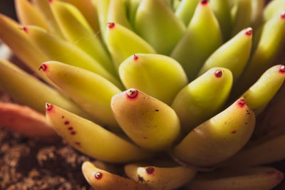 Full frame shot of fruits