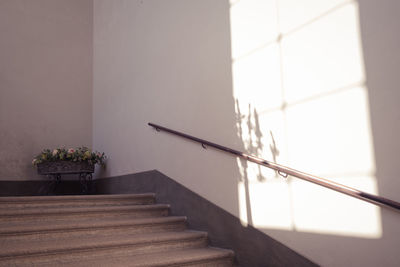 Still life of potted plant on staircase window shadow casted